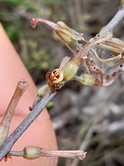 Drimia elata