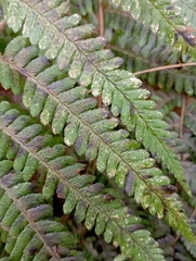 Dryopteris affinis