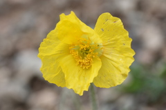 Papaver croceum