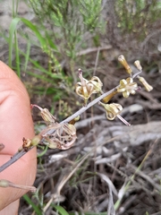 Drimia elata