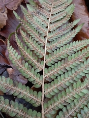 Dryopteris affinis
