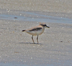Charadrius marginatus