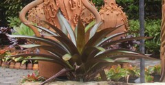 Bromelioideae