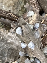Cenchritis muricatus