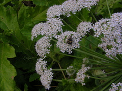 Heracleum sosnowskyi