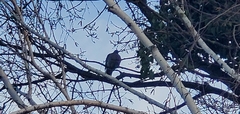 Columba palumbus
