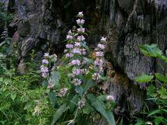 Phlomoides tuberosa