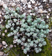 Sedum pedicellatum