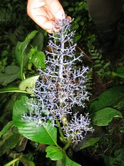 Rubiaceae