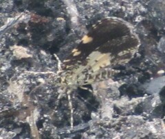 Heterusia