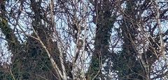 Columba palumbus