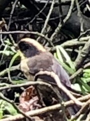 Atlapetes pallidinucha