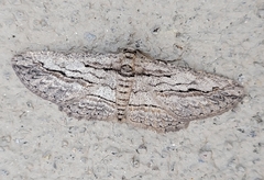 Iridopsis obliquaria