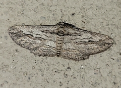 Iridopsis obliquaria