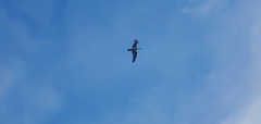 Larus argentatus