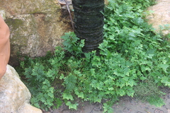 Selaginella willdenowii