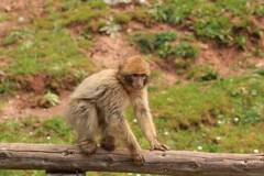 Macaca sylvanus