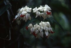 Clerodendrum thomsoniae