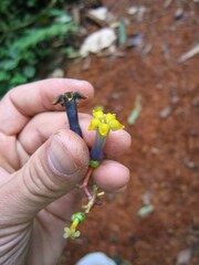 Palicourea corniculata