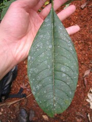 Palicourea corniculata