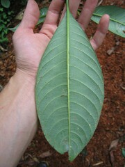 Palicourea corniculata