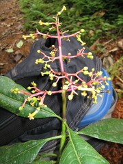 Palicourea corniculata