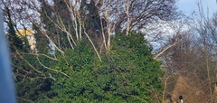 Magnoliopsida