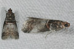 Acrobasis advenella