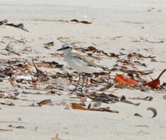 Charadrius marginatus