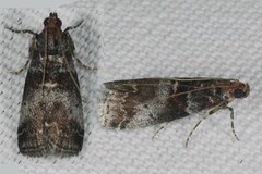 Acrobasis advenella