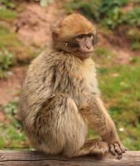 Macaca sylvanus