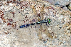 Nihonogomphus ruptus