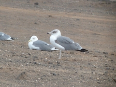 Larus michahellis atlantis