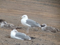 Larus michahellis atlantis