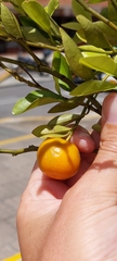 Citrus × microcarpa