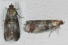 Acrobasis advenella