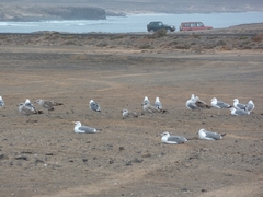 Larus michahellis atlantis