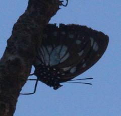 Charaxes wakefieldi
