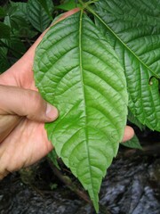 Paullinia