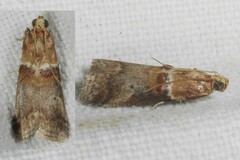 Acrobasis tumidana