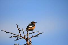 Phoenicurus moussieri