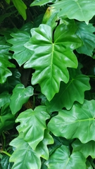 Philodendron