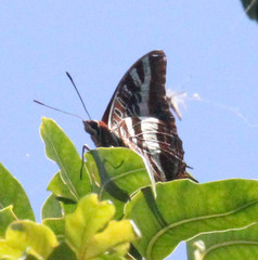 Charaxes druceanus druceanus