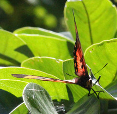 Pseudacraea boisduvalii