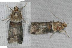 Acrobasis tumidana