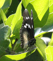 Pseudacraea lucretia