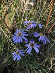 Aster amellus