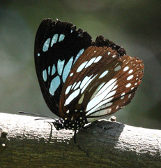 Charaxes wakefieldi