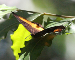 Eurytela dryope