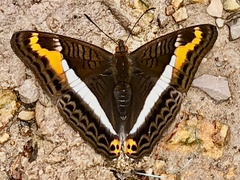 Adelpha corcyra